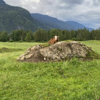 Calf Sleeping on Rock