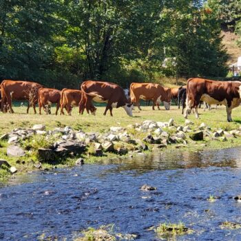 Cows By Cheam Creek