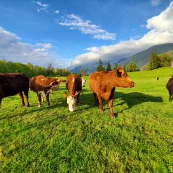 Cows Checking Things Out