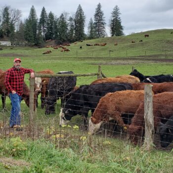 Cows on Hill with Farmer Dave