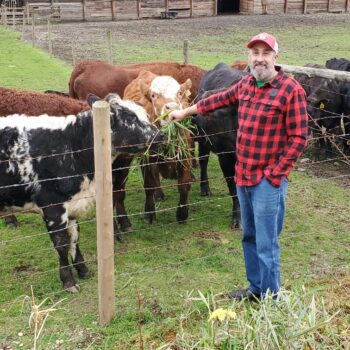 Feeding Cattle at Fence